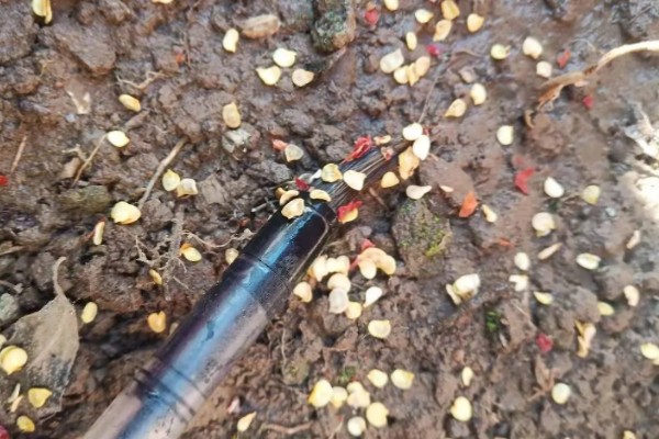辣椒的种植时间,长江流域地区一般在11-12月份播种育苗