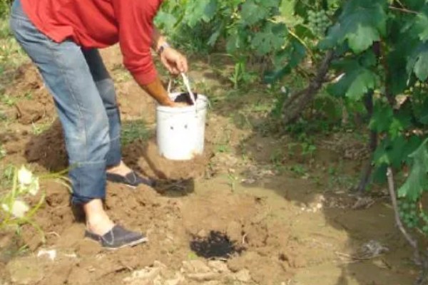 葡萄使用钾肥的时间，以浆果膨大期、浆果着色成熟期为宜