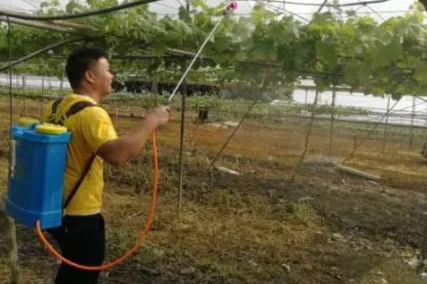 葡萄使用钾肥的时间，以浆果膨大期、浆果着色成熟期为宜