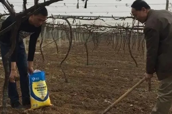 葡萄使用钾肥的时间，以浆果膨大期、浆果着色成熟期为宜