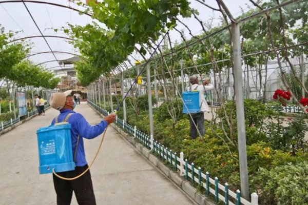 葡萄使用钾肥的时间，以浆果膨大期、浆果着色成熟期为宜