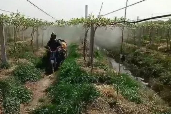 葡萄使用钾肥的时间，以浆果膨大期、浆果着色成熟期为宜