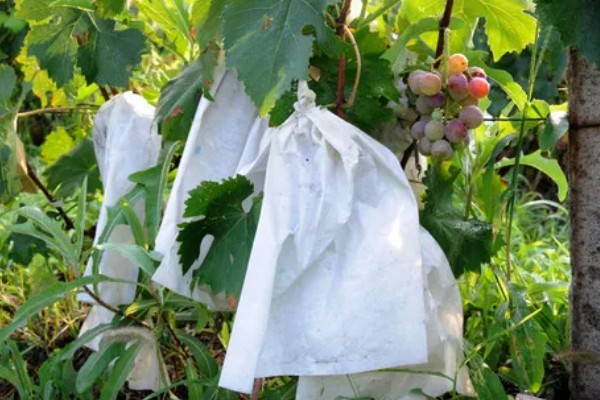 葡萄使用钾肥的时间，以浆果膨大期、浆果着色成熟期为宜