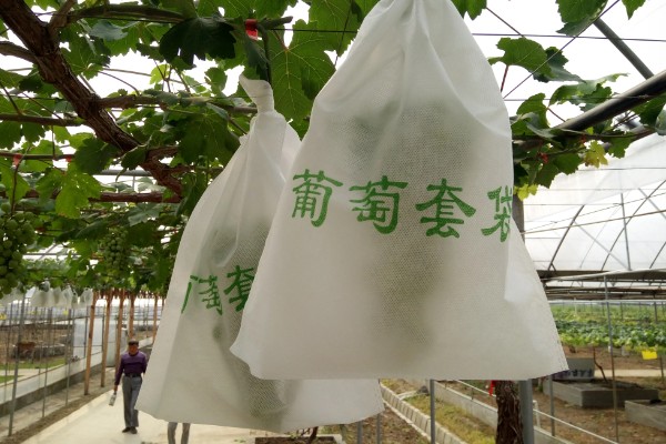 葡萄使用钾肥的时间，以浆果膨大期、浆果着色成熟期为宜