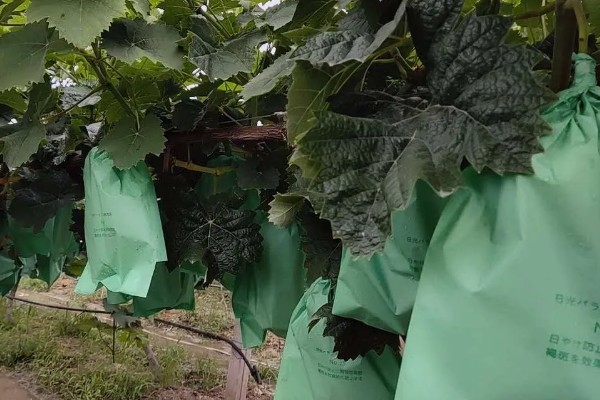 葡萄使用钾肥的时间，以浆果膨大期、浆果着色成熟期为宜