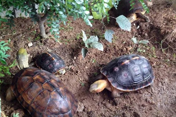 干养乌龟要注意什么，长期干养可能会脱水