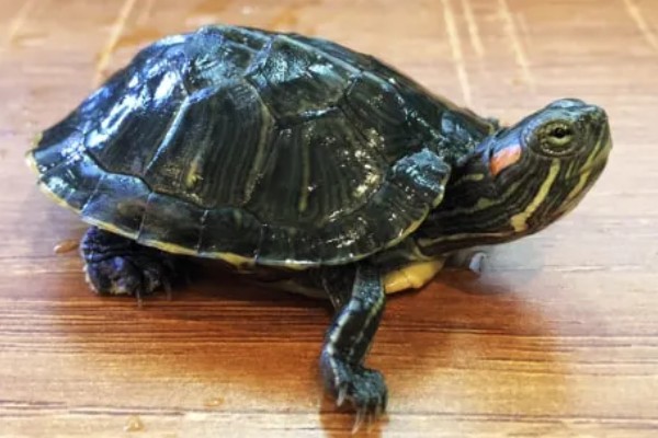 干养乌龟要注意什么，长期干养可能会脱水