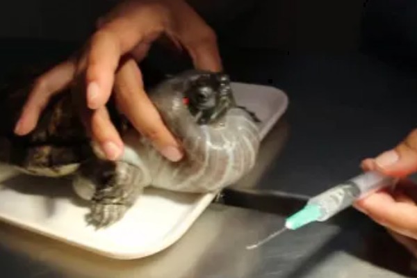 干养乌龟要注意什么，长期干养可能会脱水