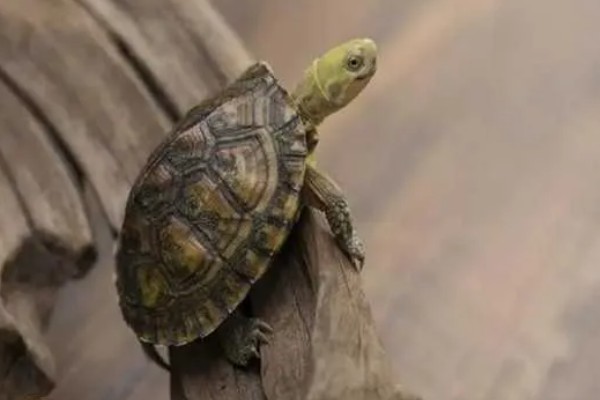 干养乌龟要注意什么，长期干养可能会脱水