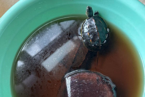 干养乌龟要注意什么，长期干养可能会脱水