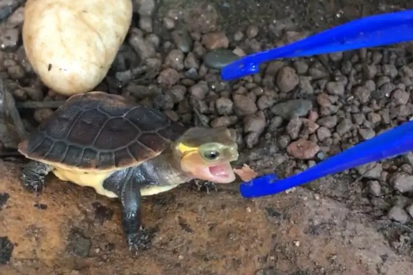 干养乌龟要注意什么，长期干养可能会脱水