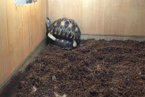 干养乌龟要注意什么，长期干养可能会脱水