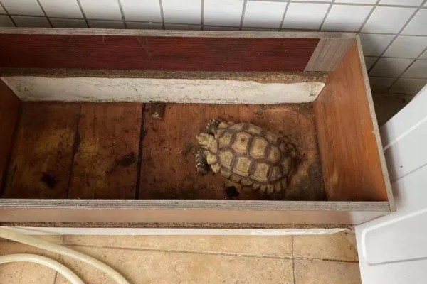 干养乌龟要注意什么，长期干养可能会脱水