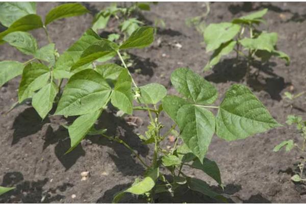 扁豆怎么施肥，中部花序结荚时冲施尿素