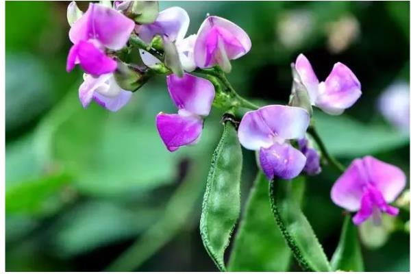 扁豆怎么施肥，中部花序结荚时冲施尿素