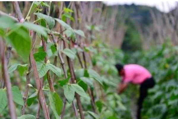 扁豆怎么施肥，中部花序结荚时冲施尿素