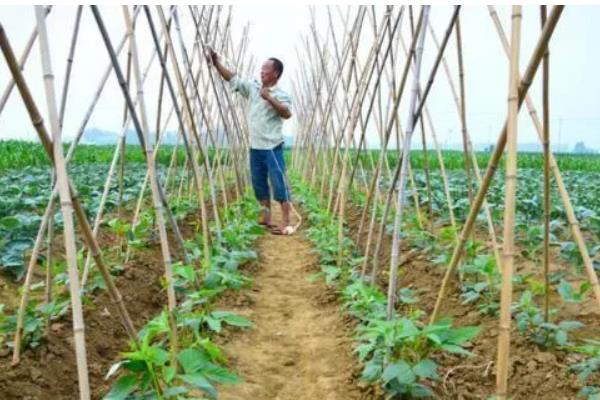 扁豆怎么施肥，中部花序结荚时冲施尿素