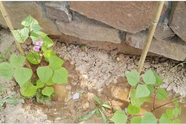 扁豆怎么施肥，中部花序结荚时冲施尿素