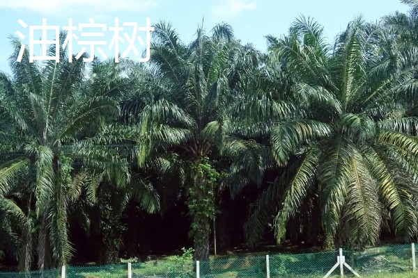 油棕树和棕榈树有什么区别，叶片、花朵、果实都不同