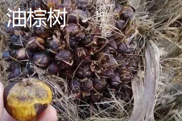 油棕树和棕榈树有什么区别，叶片、花朵、果实都不同
