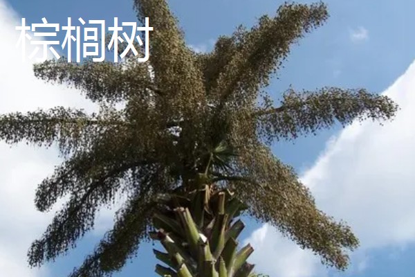 油棕树和棕榈树有什么区别，叶片、花朵、果实都不同