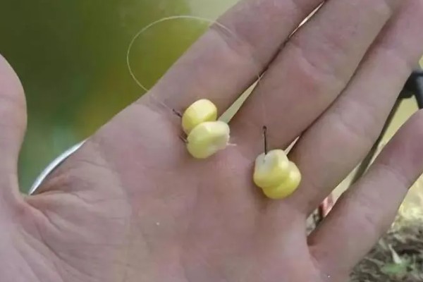 钓鲤鱼和草鱼选择哪些饵料，春季至秋季用玉米等素饵