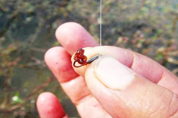 钓鲤鱼和草鱼选择哪些饵料，春季至秋季用玉米等素饵