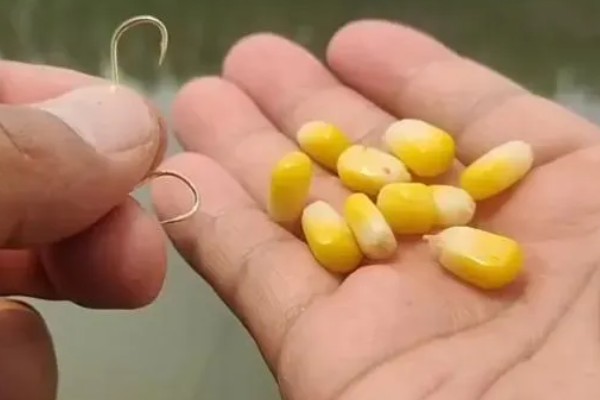 钓鲤鱼和草鱼选择哪些饵料，春季至秋季用玉米等素饵