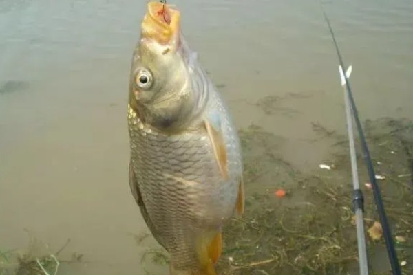 钓鲤鱼和草鱼选择哪些饵料，春季至秋季用玉米等素饵