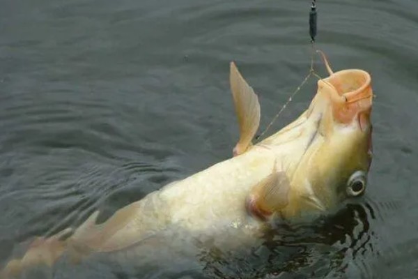 钓鲤鱼和草鱼选择哪些饵料，春季至秋季用玉米等素饵