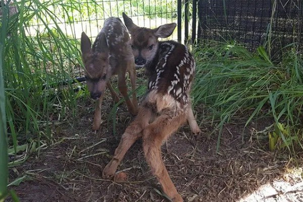 仔鹿怎样养，哺乳期要注意保持好卫生
