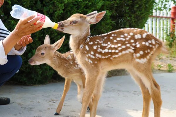 仔鹿怎样养，哺乳期要注意保持好卫生