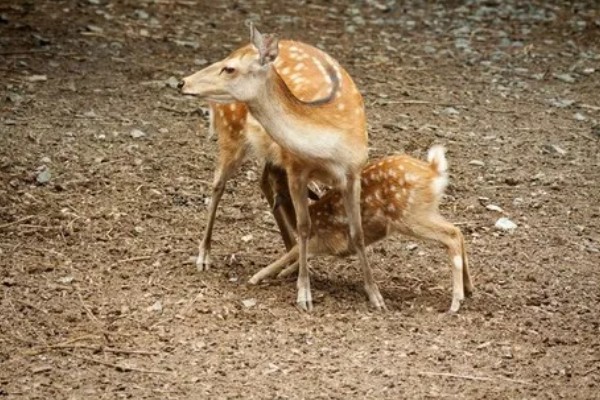 仔鹿怎样养，哺乳期要注意保持好卫生