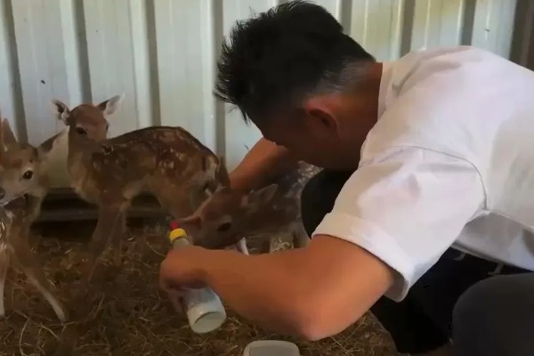 仔鹿怎样养，哺乳期要注意保持好卫生