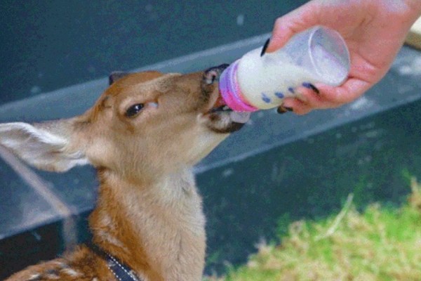 仔鹿怎样养，哺乳期要注意保持好卫生