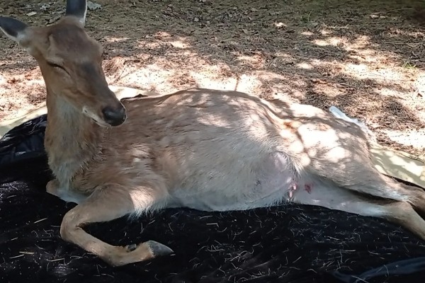 仔鹿怎样养，哺乳期要注意保持好卫生