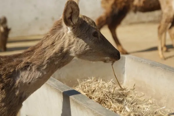 仔鹿怎样养，哺乳期要注意保持好卫生