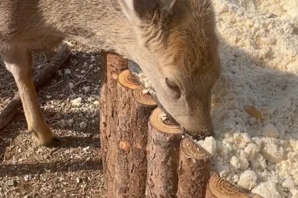 仔鹿怎样养，哺乳期要注意保持好卫生