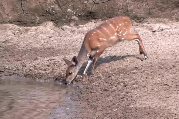 仔鹿怎样养，哺乳期要注意保持好卫生