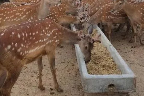 仔鹿怎样养，哺乳期要注意保持好卫生
