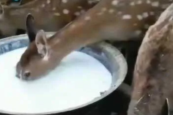 仔鹿怎样养，哺乳期要注意保持好卫生