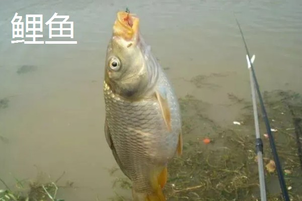 8.1米鱼竿的适宜重量，一般是300-400克
