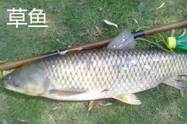8.1米鱼竿的适宜重量，一般是300-400克