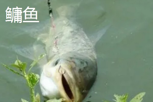 8.1米鱼竿的适宜重量，一般是300-400克