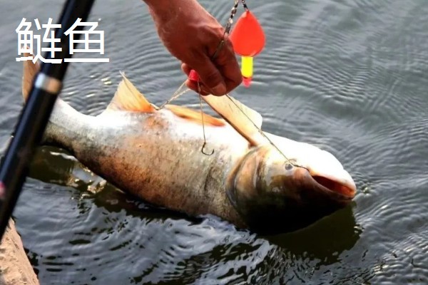 8.1米鱼竿的适宜重量，一般是300-400克