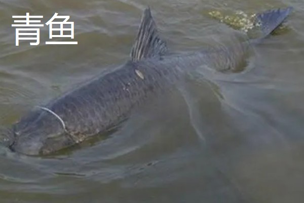 8.1米鱼竿的适宜重量，一般是300-400克