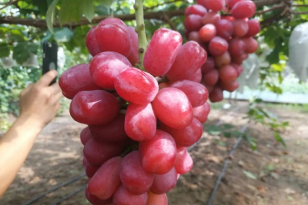 浪漫红颜葡萄的简介，果肉呈红黄色