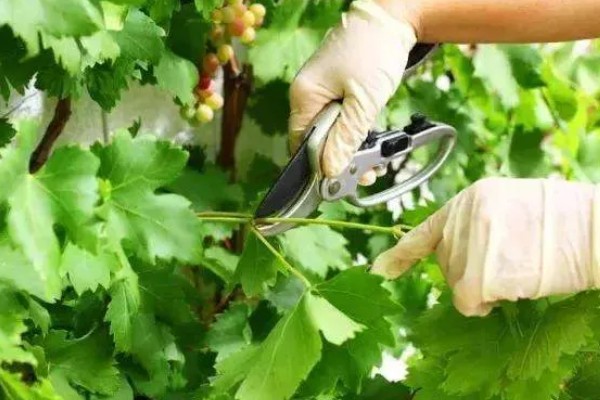 浪漫红颜葡萄的简介，果肉呈红黄色