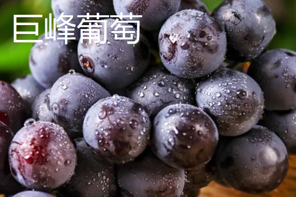 浪漫红颜葡萄的简介，果肉呈红黄色