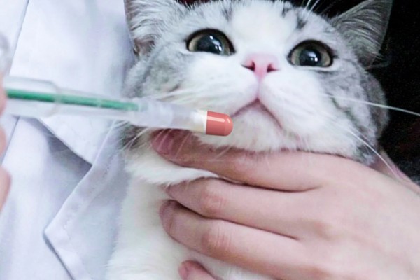 猫哮喘的治疗方式，使用糖皮质激素治疗